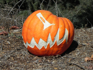 Big Bite 11 days old, Nipomo Pumpkin Patch best carving idea